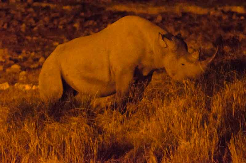 108 - Namibia - rinoceronte - imagen nocturna - Okaukuejo - parque nacional de Etosha